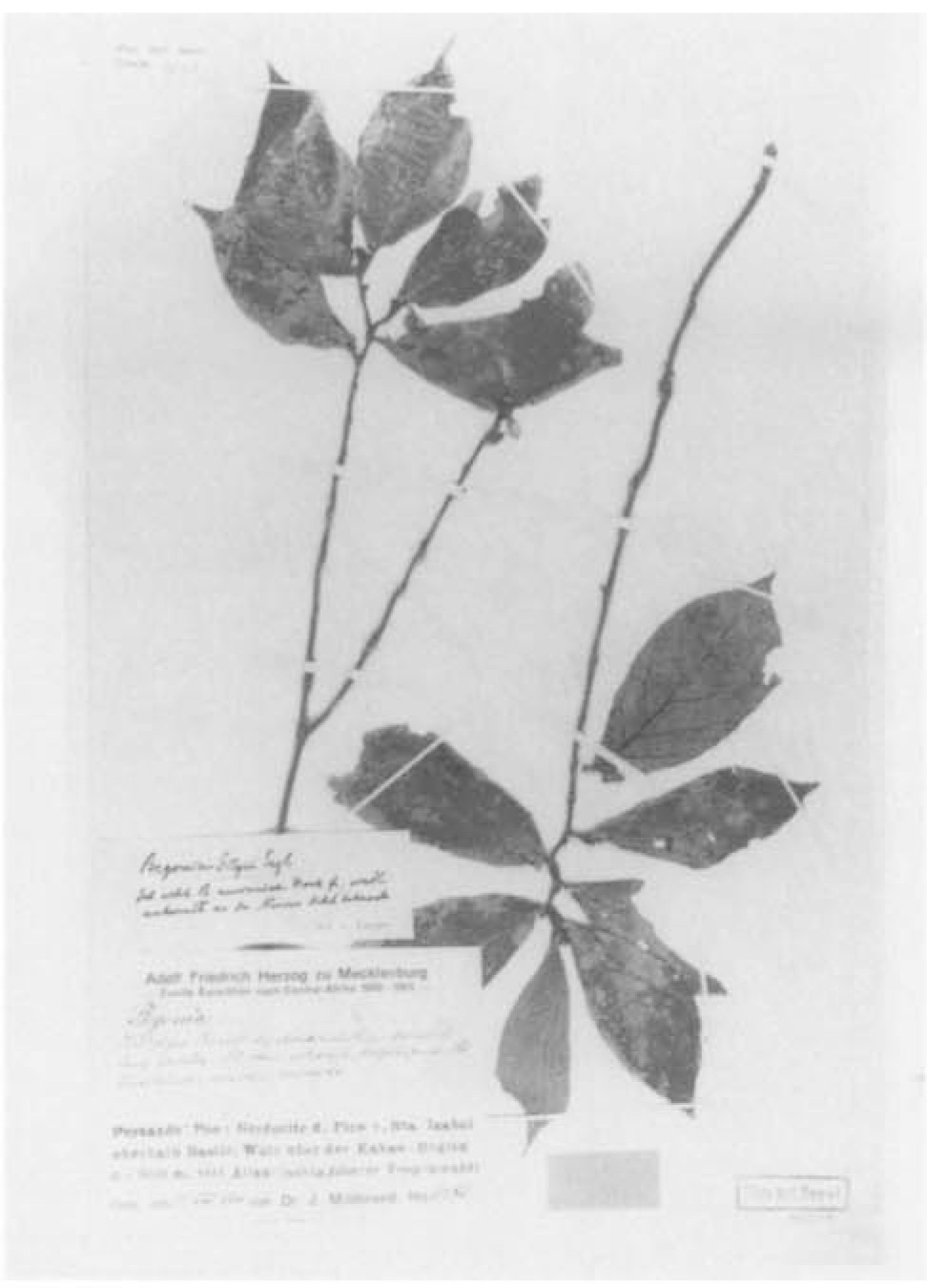 B. sessilifolia